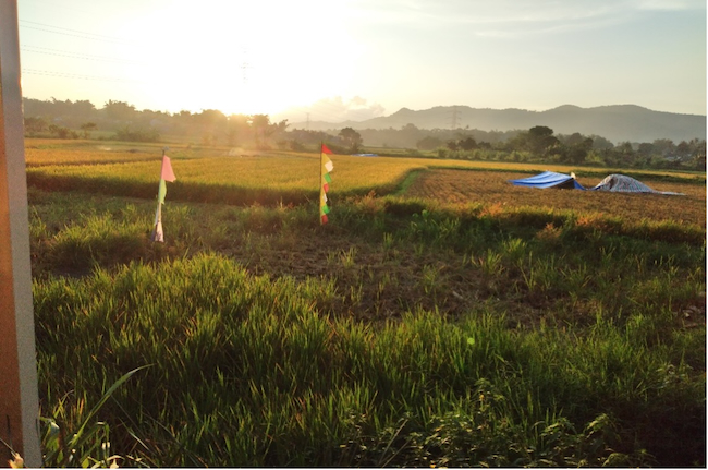 Paddy harvest in Agam Regency / Photo by author